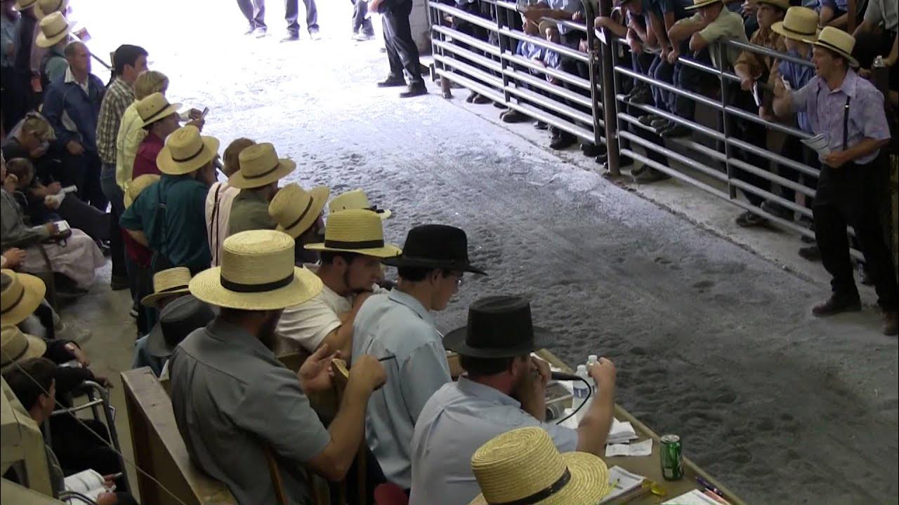 Mel's Stables Horse Auction New Holland, Pa YouTube