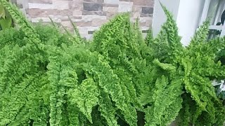 Mama Celin sedang live sekarang! merawat tanaman hias pakis tumbuh subur dan lebat
