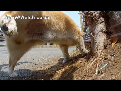 Goro S Butt Pee Poo コーギーのお尻とオシッコとウンチ 