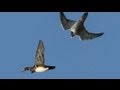 PEREGRINE FALCON STRIKES DUCK MIDAIR