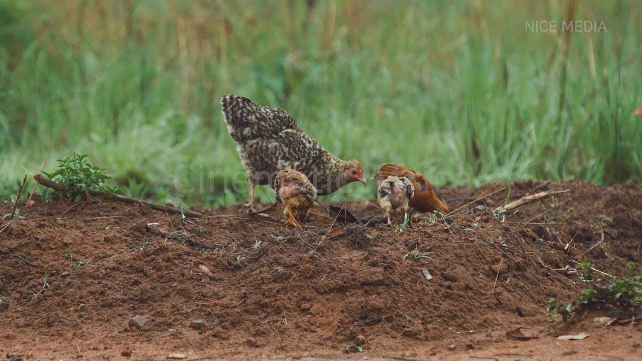 Africa Zambia mother chicken and chick 1080P 아프리카 영상 YouTube