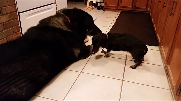 Rest in peace Sadie Max and Sadie Video RickKenned...