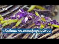 Пекарь из Лос-Анджелеса и его «бабка»