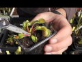 Carniplant-Plantas carnívoras-¿Cuando cortar el tallo de Dionaea muscipula?