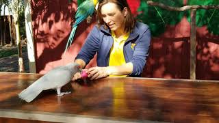 Bowling Parrot 🎳 by Happy Birds 805 views 3 years ago 47 seconds
