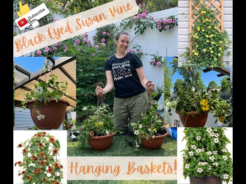 Video: Black Eyed Susan Vine In Containers – Growing Potted Black Eyed Susan Vines