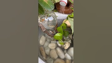 Creative Aquarium in tub #shorts #aquarium #fishtank #aquariumfish #diyideas #diyaquarium
