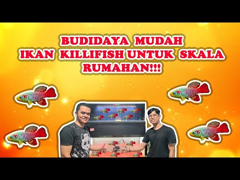 BUDIDAYA MUDAH IKAN KILLIFISH RED GUENTHERI UNTUK SKALA RUMAHAN!!!