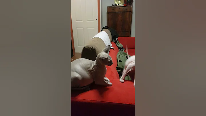 Video 187501: pregnant sphynx cat, sphynx cat attacks, funny sphynx cat, lazy sphynx