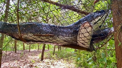 Đặt Lờ Cá Kiểu Nầy Cá Lóc Khổng Lồ Vào Lộp Ở Con Kênh Mới