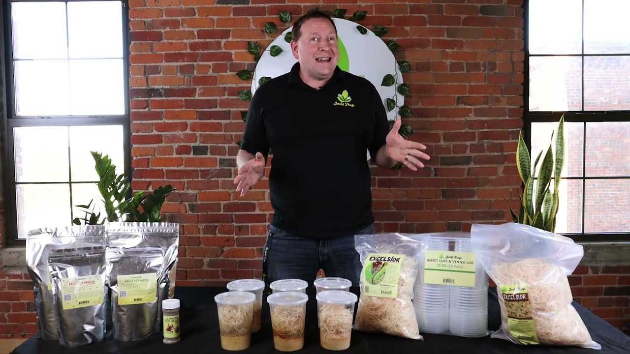 Josh's Frogs Fruit Fly Cultures