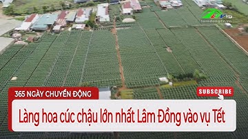 Làng hoa cúc chậu lớn nhất Lâm Đồng vào vụ Tết | Lâm Đồng TV