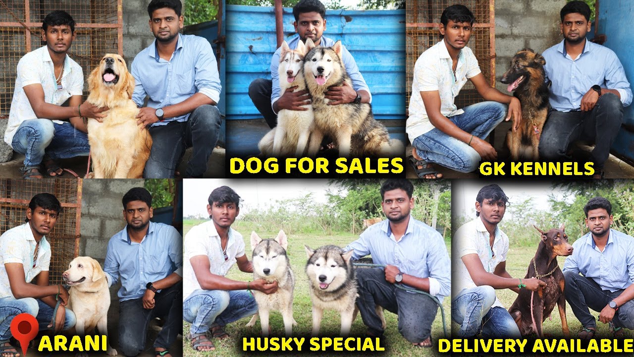 DOG FOR SALES / GK KENNELS / PUPPY SALES / dog kennel in Tamilnadu