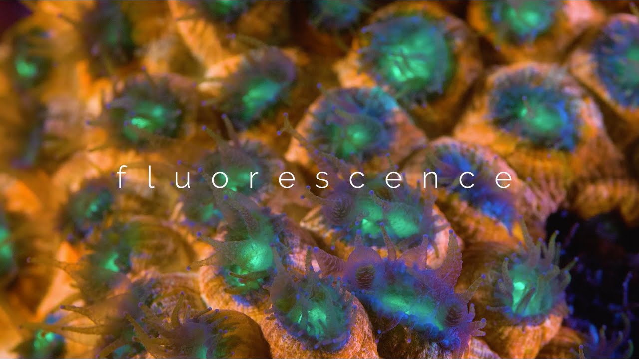 SECORE's DIVE IN – Fluorescence