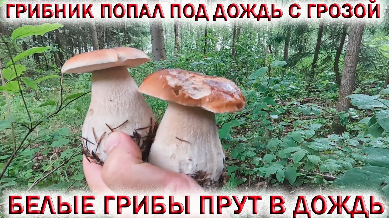 ГРИБНИК В ЛЕСУ ПОПАЛ под ДОЖДЬ С ГРОЗОЙ но ГРИБОВ НАКОСИЛ.??БЕЛЫЕ ПРУТ в ...
