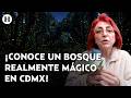 ¡Ya inició la temporada de luciérnagas! Fernanda Tapia nos lleva a un bosque encantado para verlas