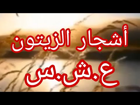 أشجار الزيتون