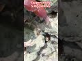 #viralshort #+1 subscriber=1 support #crabs #beach