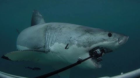 cận cảnh quá trình cá mập cắn cáp