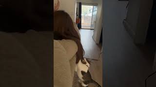 Cat Nibbles Owner's Hair