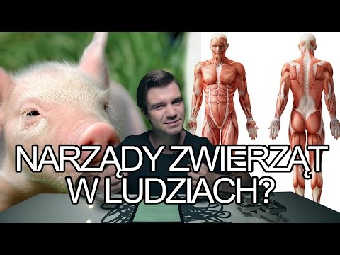 Wideo: Możliwe Stało Się Hodowanie Narządów Do Przeszczepów Ludziom Z Narządów Zwierzęcych - Alternatywny Widok