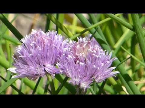 Chives -  Allium schoenoprasum - Graslaukur  -  Fjólublá blóm - Matjurtir - Garðyrkja