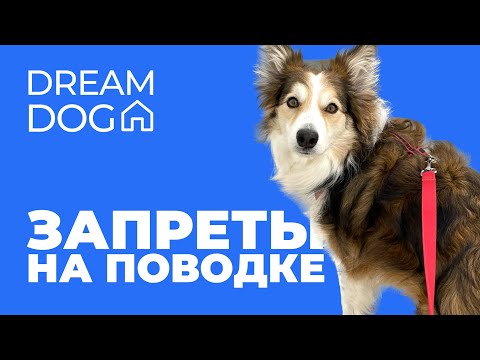 Запреты на поводке 🐶 Отучить собаку подбирать с земли на улице 🐕 Научить щенка команде Нельзя, Фу 🐩