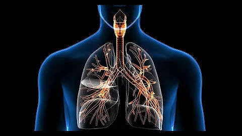 ¿Cómo está conformado el sistema respiratorio superior?