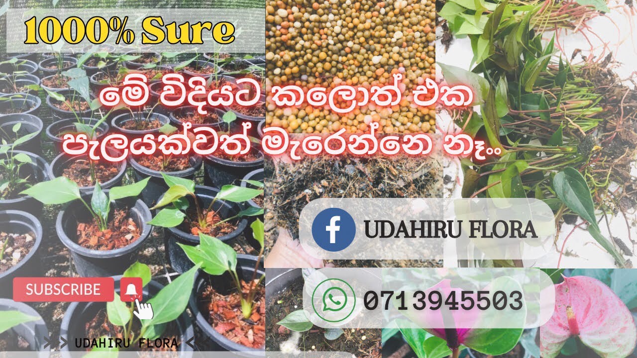 🦋මේ විදියට පැල හදලා බලන්න.. ප්‍රතිපල ඔයාටවත් හිතාගන්න බැරි වෙයි😱@UdahiruFlora97