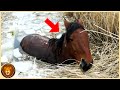 Pferd steckte stundenlang im eisigen Sumpf fest – Sieh, wer es gerettet hat!