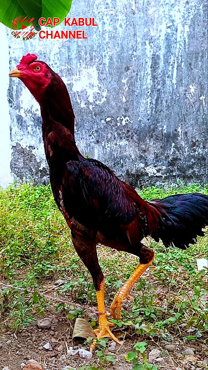 ayam corak gulo jowo berpadu manis antara coklat tua kemerahan #ayam #chicken #animals #funny