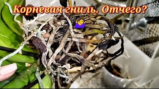 картинка: И тут я вошла в СТУПОР... Орхидея-САМОУБИЙЦА??? Вариантов корневой гнили у меня масса.Что ПОСЛУЖИЛО?