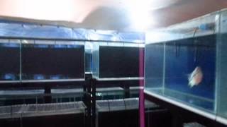 Farm and Flowerhorn Wholesale in Thailand MG