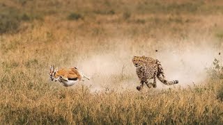 Gazelle vs cheetah | cheetah fails to hunt gazelle | 1 vs 4 | Discovery | Discovery Science