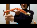 キッチンバサミを片手にタラバガニを喰らう