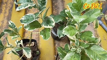 Chanh Cẩm Thạch Siêu Đẹp - ĐT : 0835921829