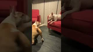 When bullterrier puppy wants to play with  miniature mommy