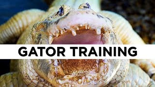 Odd jobs: how to make money training alligators