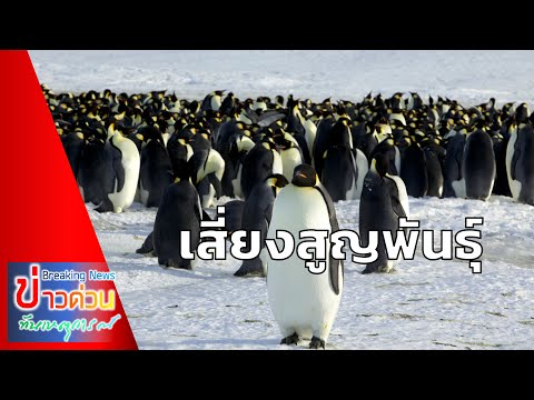 'เพนกวินจักรพรรดิ' เสี่ยงสูญพันธ์ุ เพราะปัญหา 'โลกร้อน'! | 13-05-65 | ข่าวด่วนทันเหตุการณ์