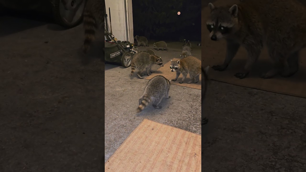 Raccoons Are A Little Rambunctious Tonight