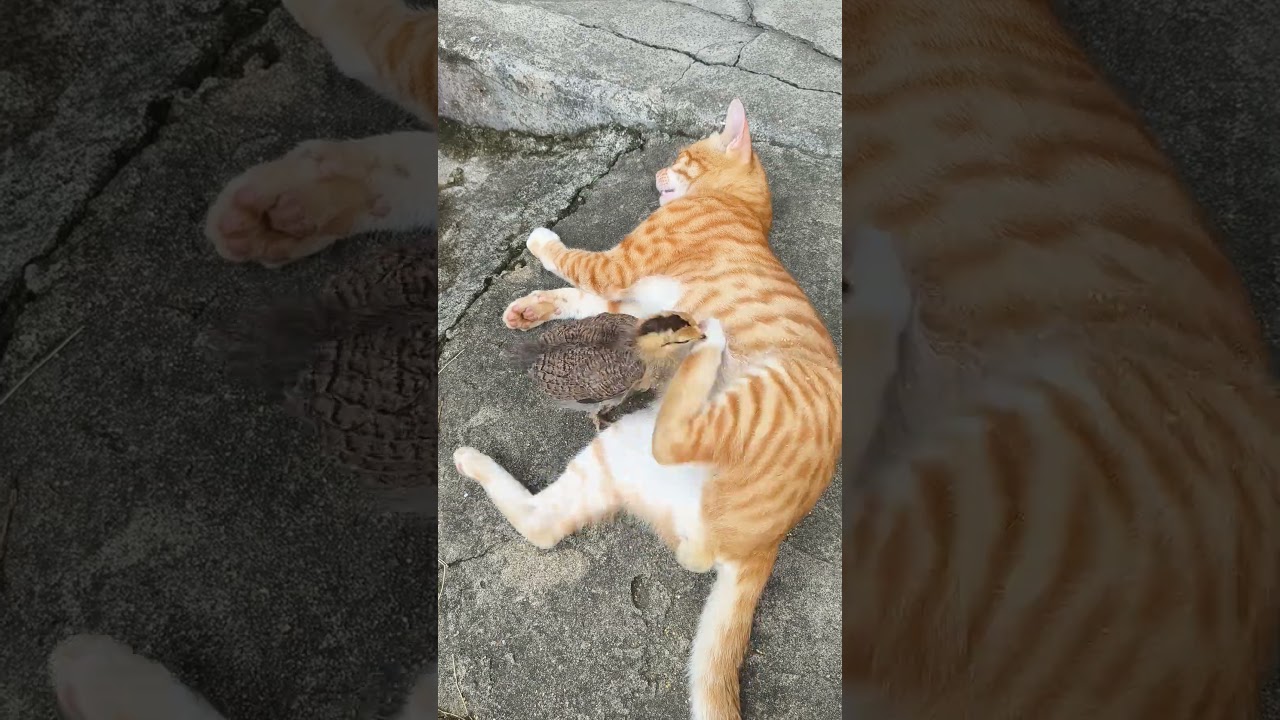 The little orange cat kicked the chicken away with one kick!