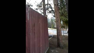 Red Squirrel Wags Tail