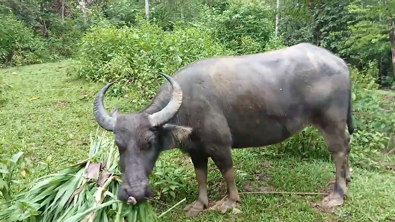 Kalabaw/Jaysica Binigyan ko ng Napier. Ginutom ng dumating si Bagyo Tino. 