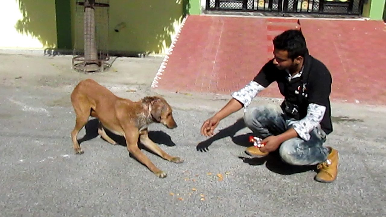 Rescue Of A Shy Wounded Street Dog YouTube Rescue Of A Shy Wounded Street Dog YouTube