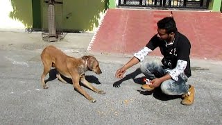 Rescue of a shy & wounded street dog.