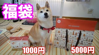 柴犬小春　【何が出るかな？】犬用福袋ってどんなの？開封の儀　ペットパラダイスDX