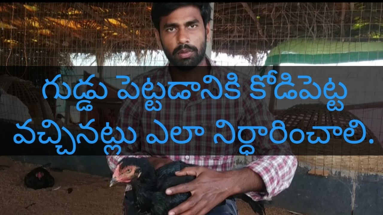How to identify the Hen's come to laying Egg | కోడి పెట్ట గుడ్డుకు వచ్చినట్లు నిర్ధారించడం ఎలా?