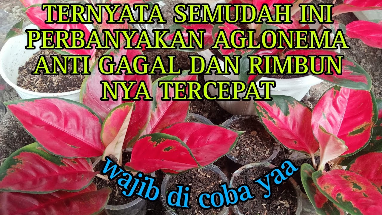 TERNYATA SEMUDAH INI PERBANYAKAN AGLONEMA ANTI GAGAL DAN RIMBUN NYA TERCEPAT || WAJIB DI COBA YAA!