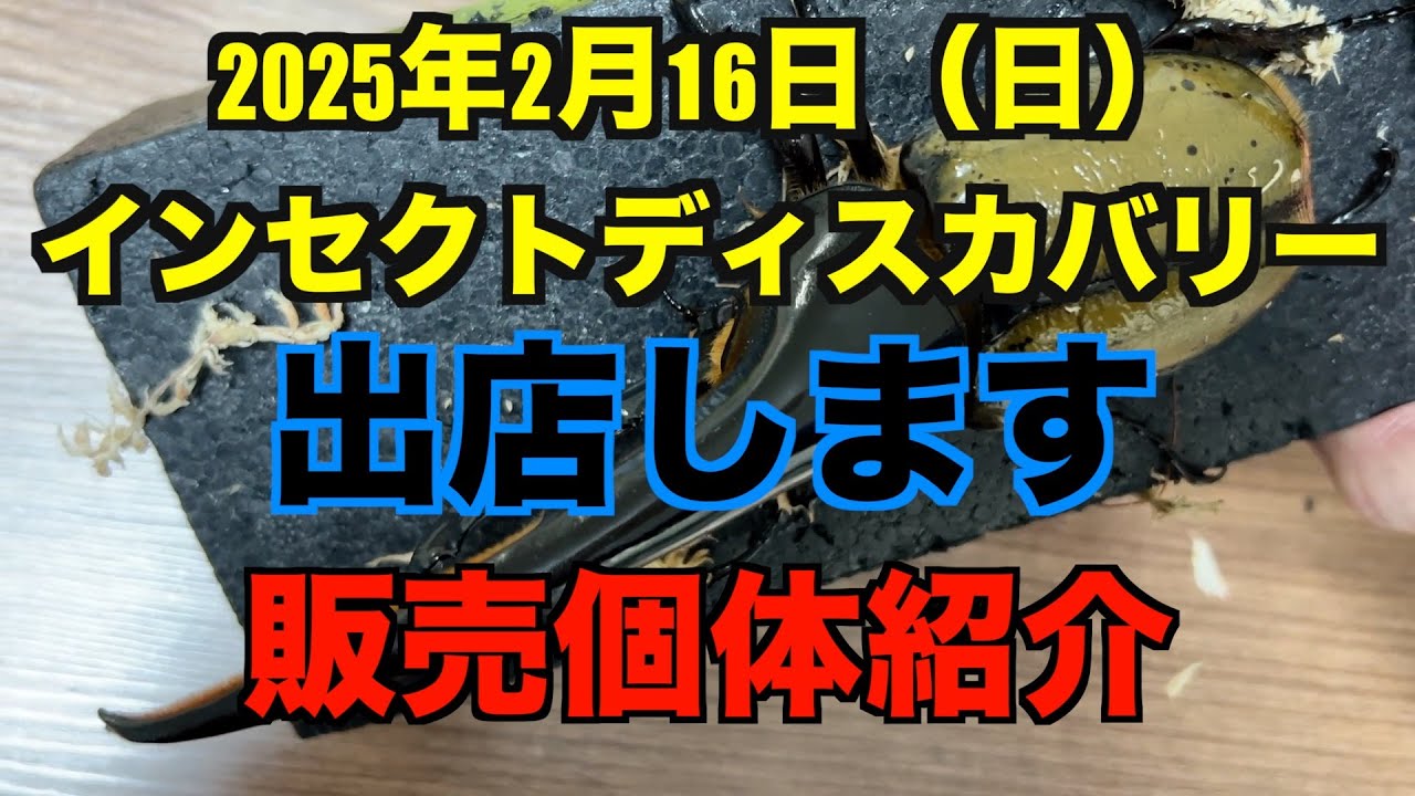 アートオブヘラクレス】35 2/16 インディス 販売個体紹介 - YouTube