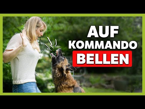 Video: 6 Hunde teilen ihre Party-Tipps